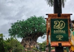 Memorial Day at Disney World. Animal Kingdom. Vivacious Views