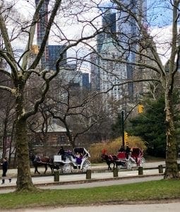 Central Park Faves. Carriage Ride(1). Vivacious Views