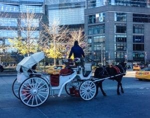 Central Park Faves. Carriage Ride(2). Vivacious Views