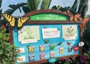 2019 Epcot Flower and Garden Festival. Butterfly Garden. Vivacious Views