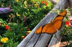 2019 Epcot Flower and Garden Festival. Butterfly. Vivacious Views